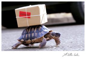 Turtle and Package.indd